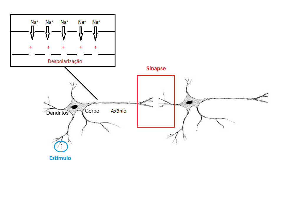 dor transducao sinapse neuronio 